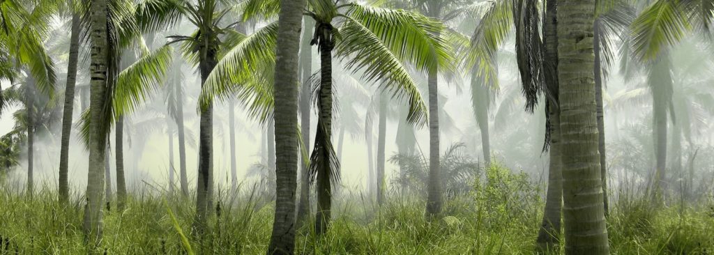 coconut trees in forest covered with mist at daytime