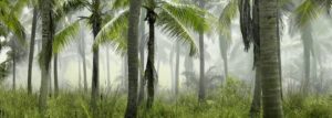coconut trees in forest covered with mist at daytime